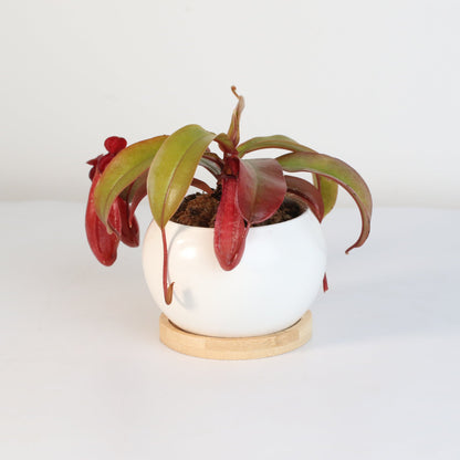 Nepenthes 'Lady Luck' Carnivorous Tropical Pitcher Plant