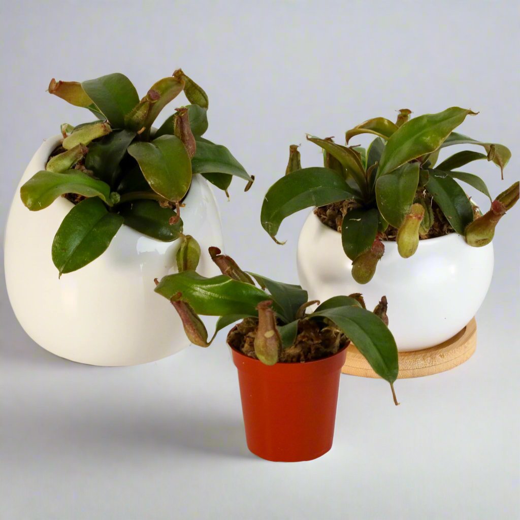 Nepenthes 'Lady Luck' Carnivorous Tropical Pitcher Plant