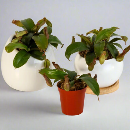 Nepenthes 'Lady Luck' Carnivorous Tropical Pitcher Plant