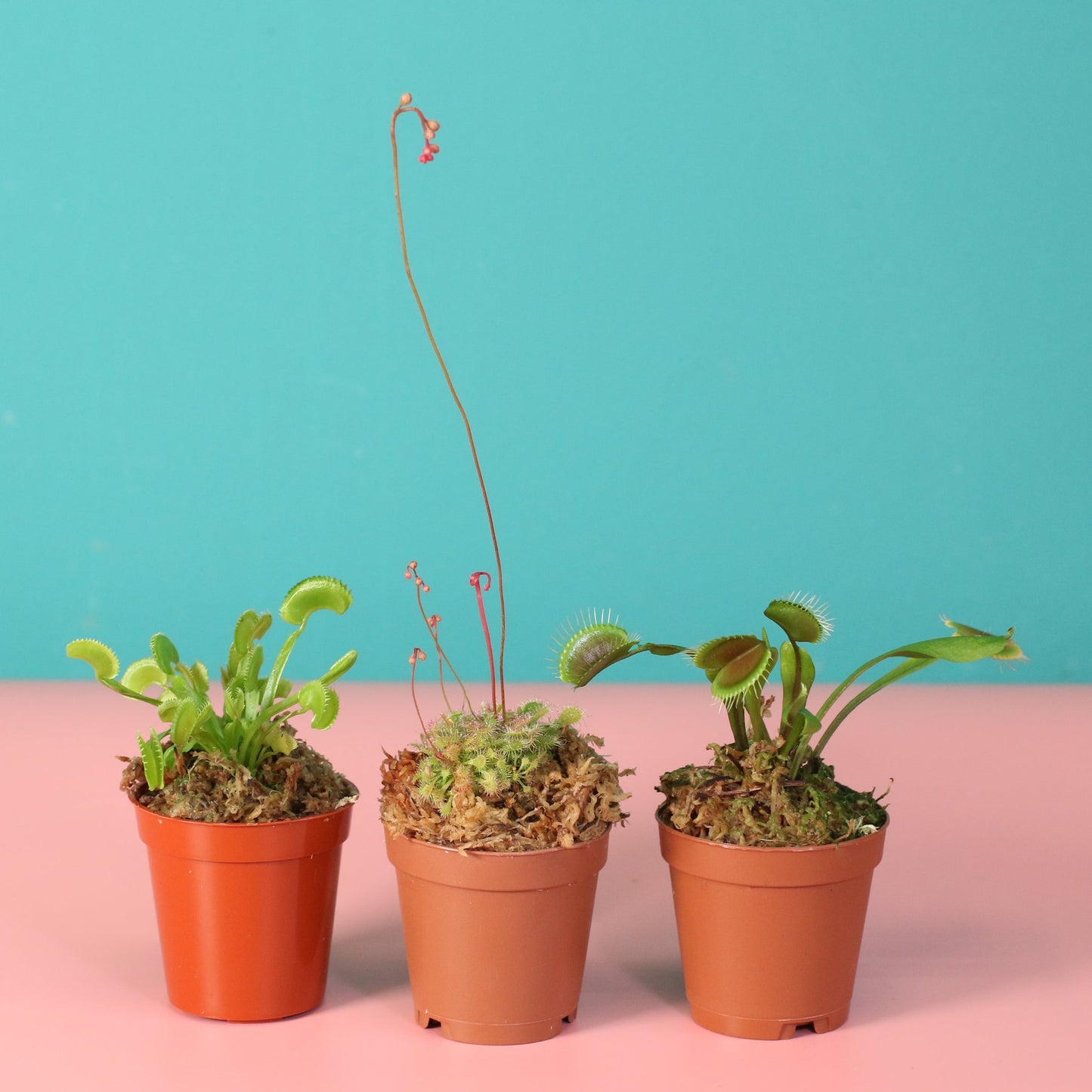Trio of Terror Carnivorous Plant Bundle