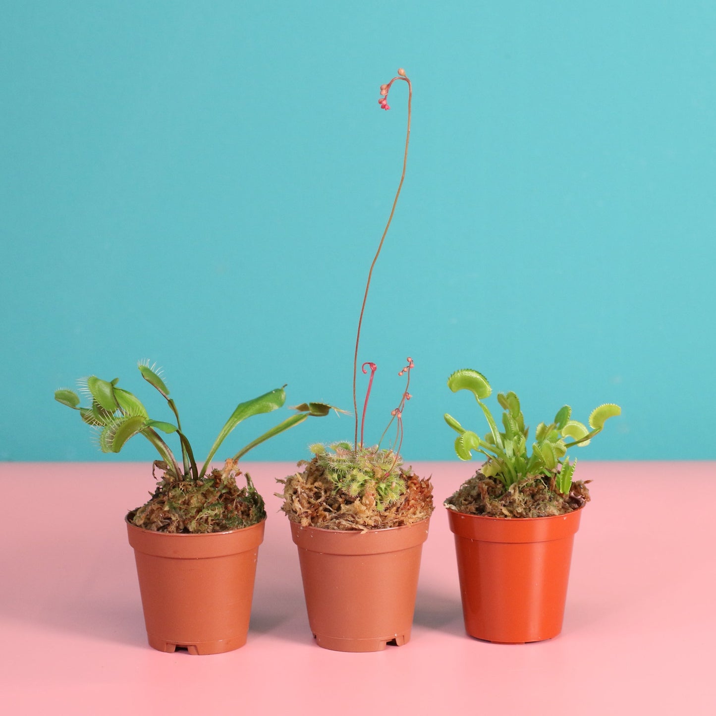 Trio of Terror Carnivorous Plant Bundle