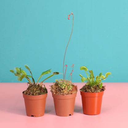 Trio of Terror Carnivorous Plant Bundle