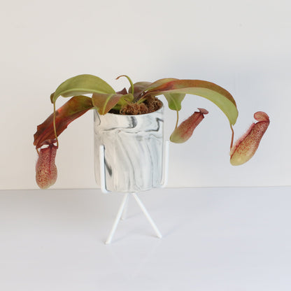 Tropical Pitcher Plant Nepenthes Miranda Carnivorous