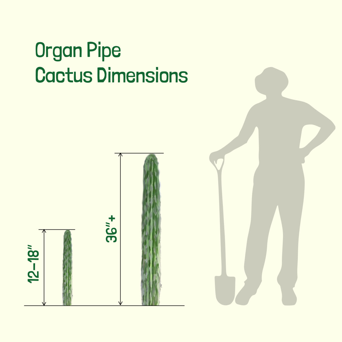 Organ Pipe Cactus