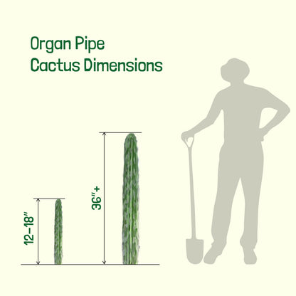 Organ Pipe Cactus