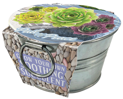 Pail of Peace - Grow Your Own Succulents Multipack of 3