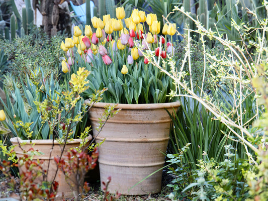 Monahou Planter By Plantatorem