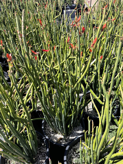 Pedilanthus Macrocarpus