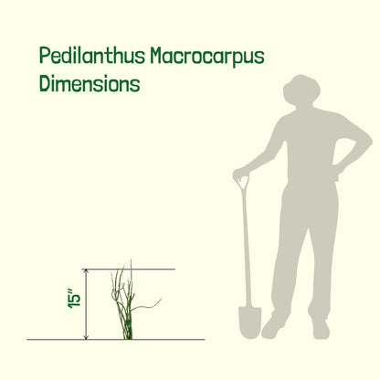 Pedilanthus Macrocarpus