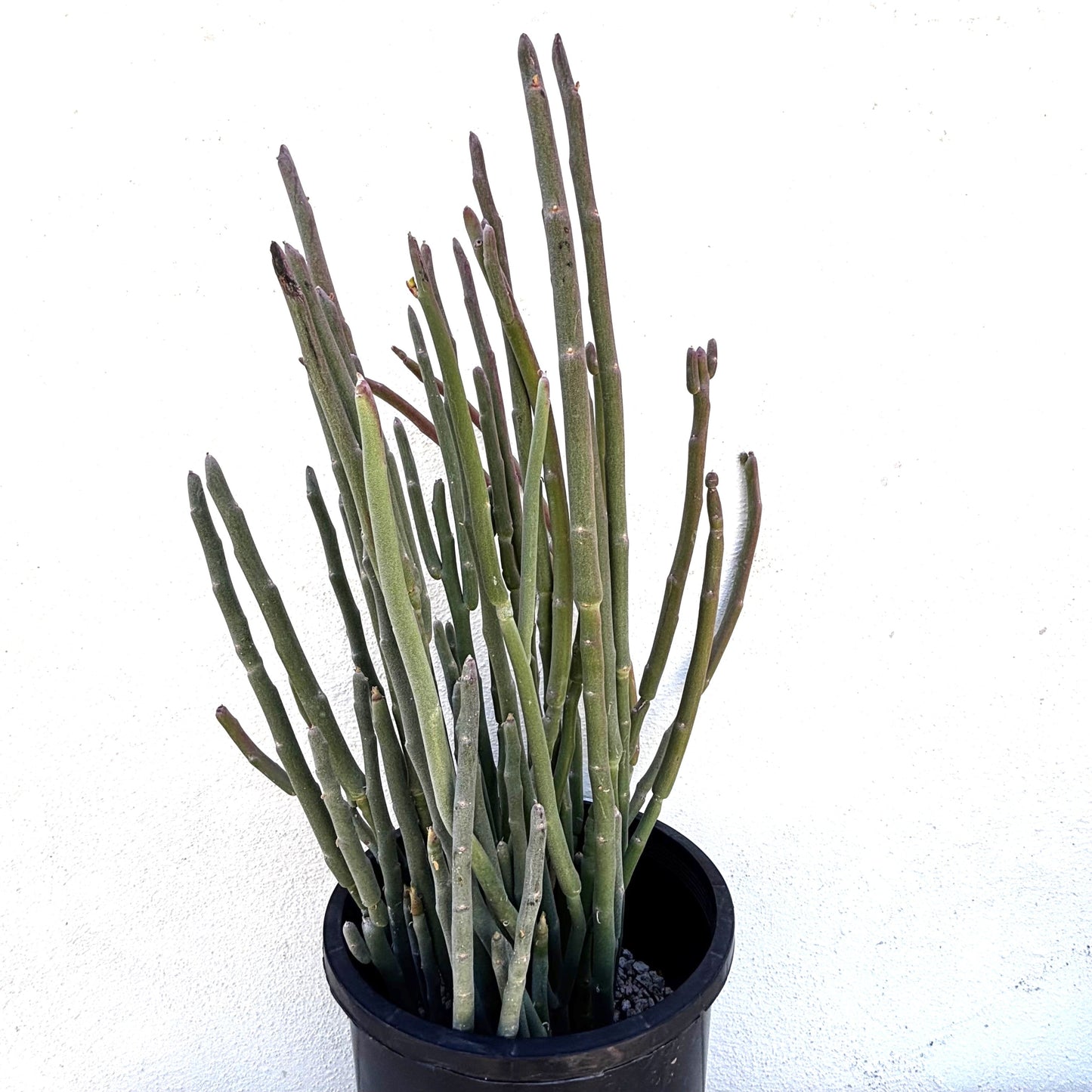 Pedilanthus Macrocarpus