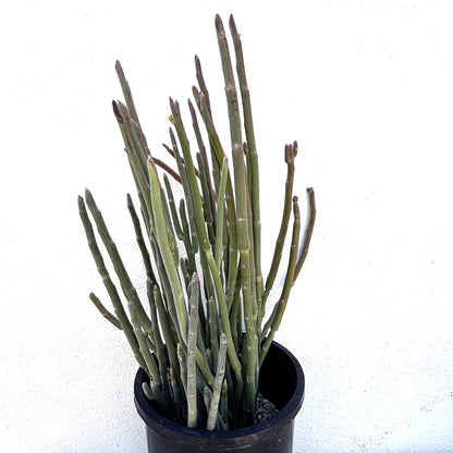 Pedilanthus Macrocarpus