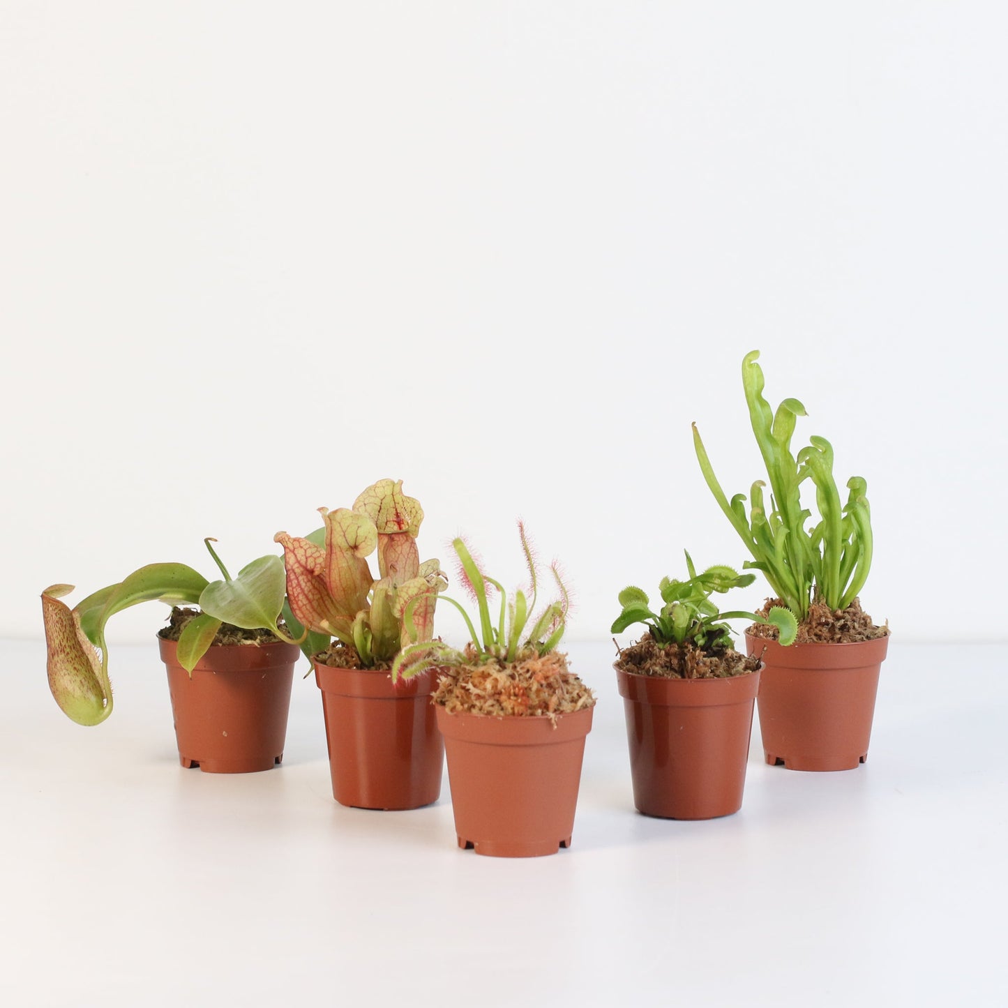 Party of Five Carnivorous Plant Bundle