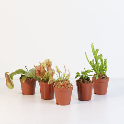 Party of Five Carnivorous Plant Bundle