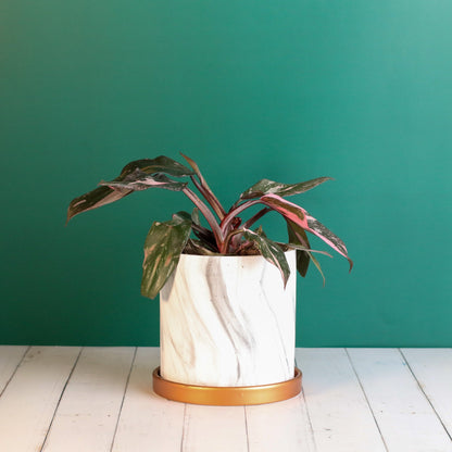 Philodendron 'Pink Princess'