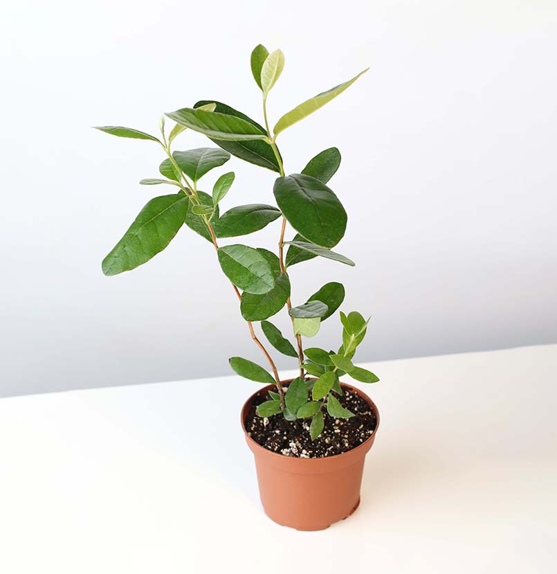 Pineapple Guava Plant -Nursery 6"