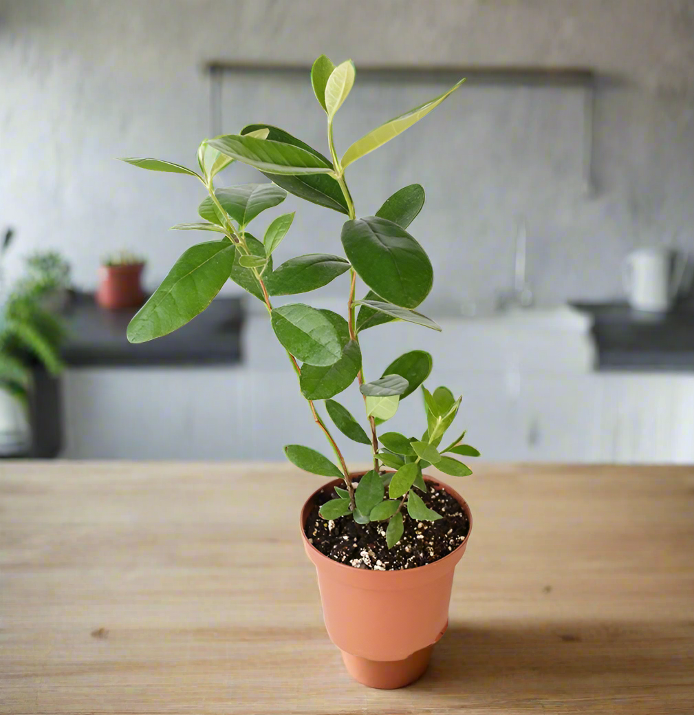 Pineapple Guava Plant -Nursery 6"