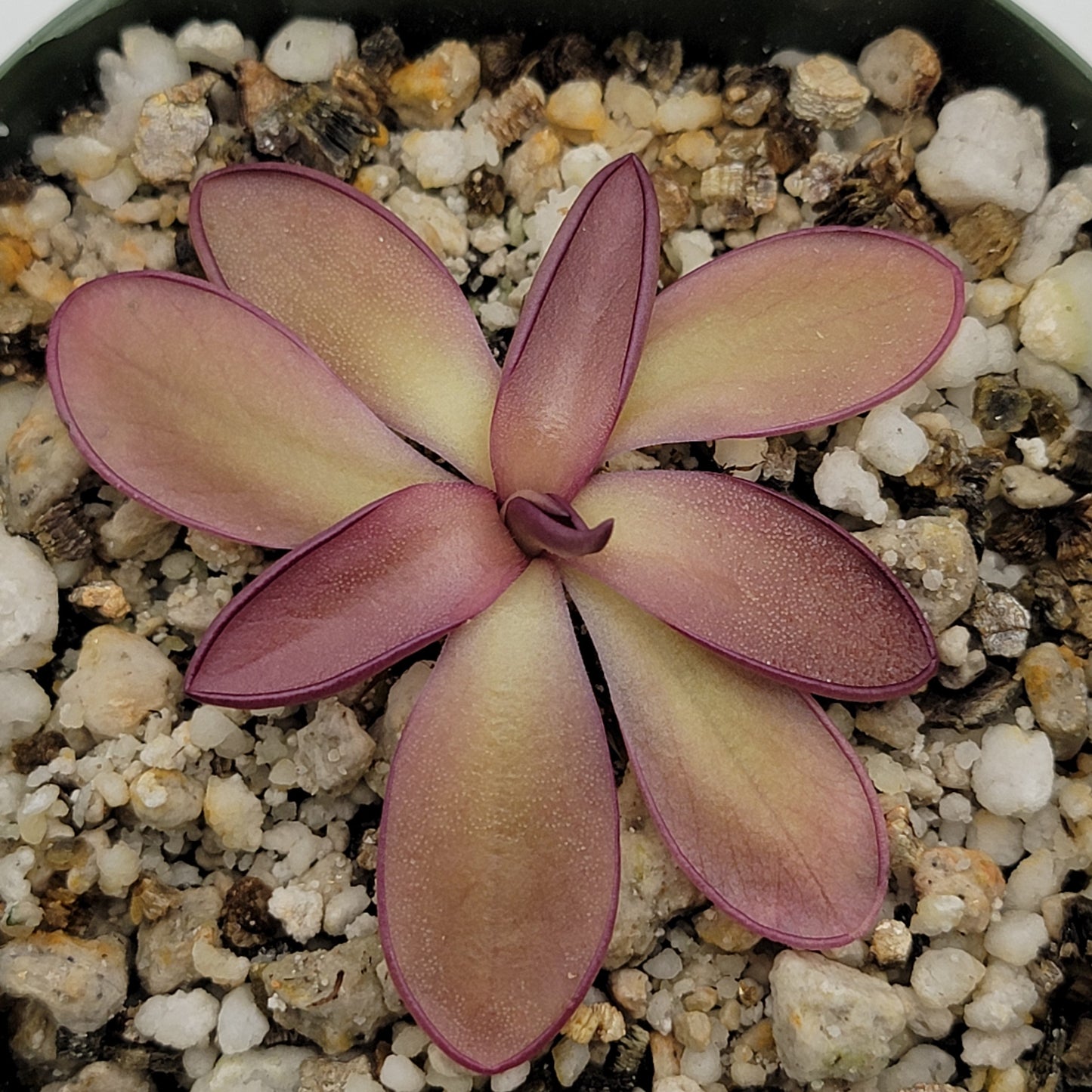 Pinguicula potosiensis