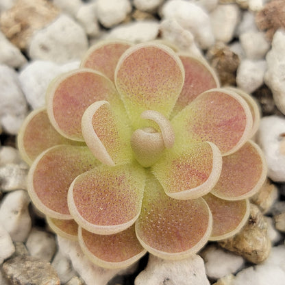 Pinguicula spec. "Minas des Asbestos"