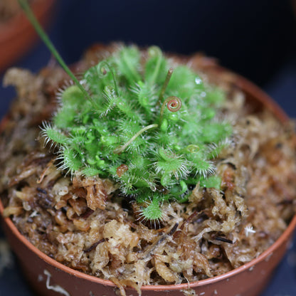 Carnivorous Carnival Plant Bundle