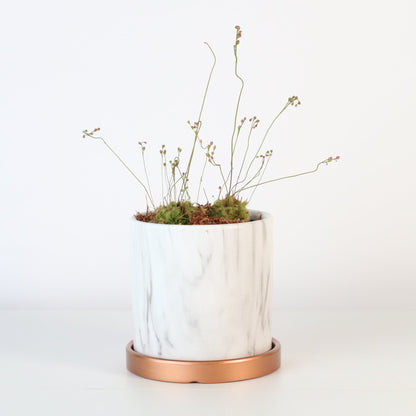 Pink Sundew Drosera capillaris Carnivorous Plant