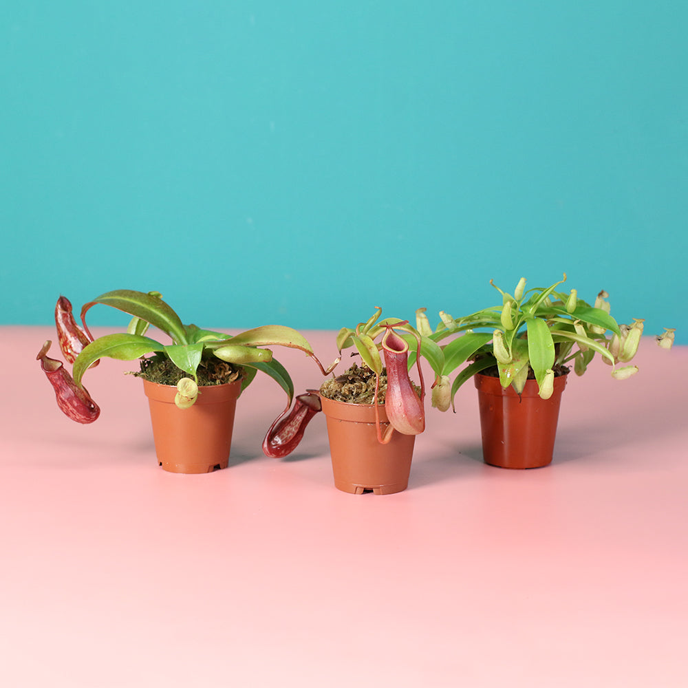 Trio of Terror Carnivorous Plant Bundle