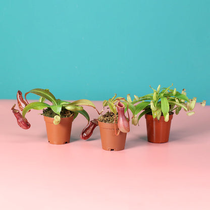 Trio of Terror Carnivorous Plant Bundle