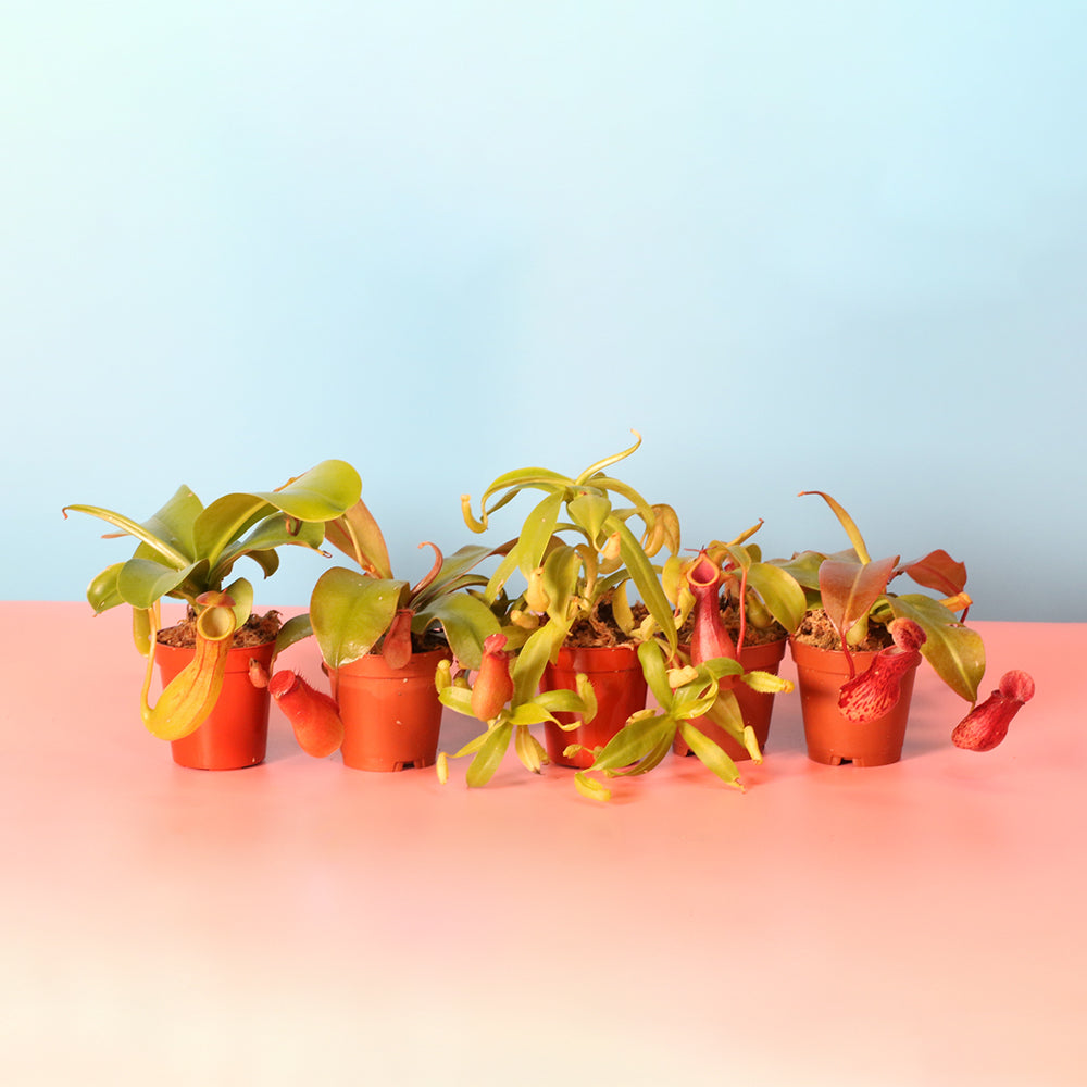 Party of Five Carnivorous Plant Bundle