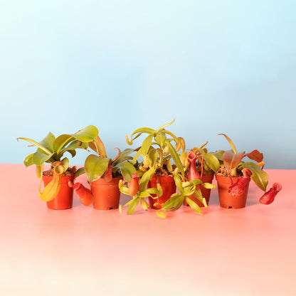 Party of Five Carnivorous Plant Bundle