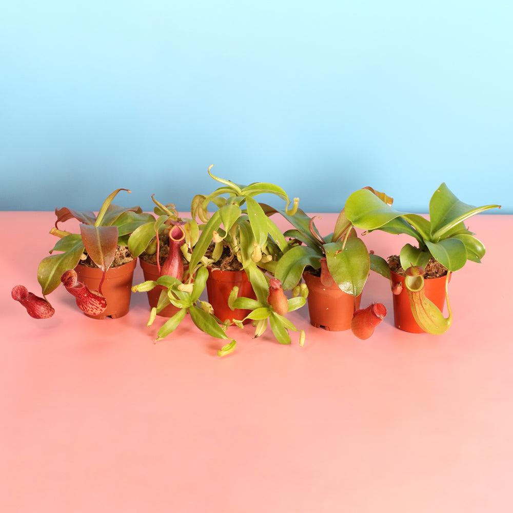 Party of Five Carnivorous Plant Bundle