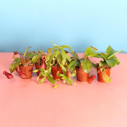 Party of Five Carnivorous Plant Bundle
