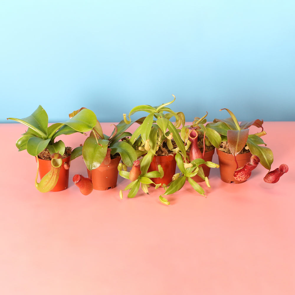 Party of Five Carnivorous Plant Bundle