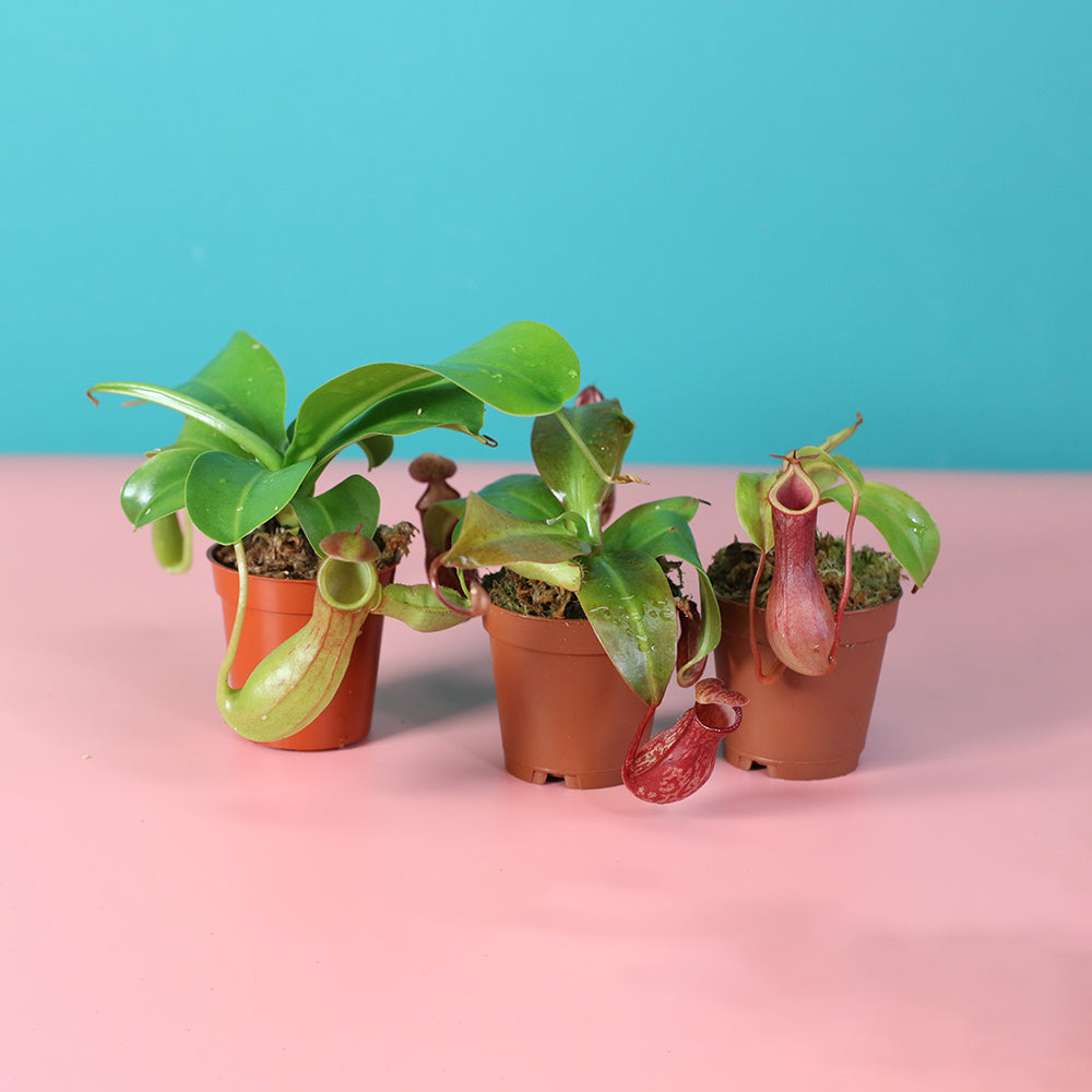 Trio of Terror Carnivorous Plant Bundle