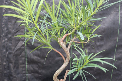 Podocarpus Bonsai Tree - Curved Trunk Style