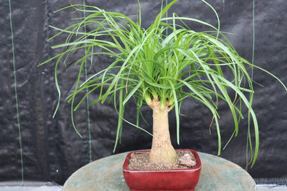 Ponytail Palm Bonsai Tree (Small)