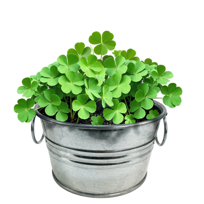 Pot O' Good Luck - Grow Your Own Shamrocks Multipack of 3