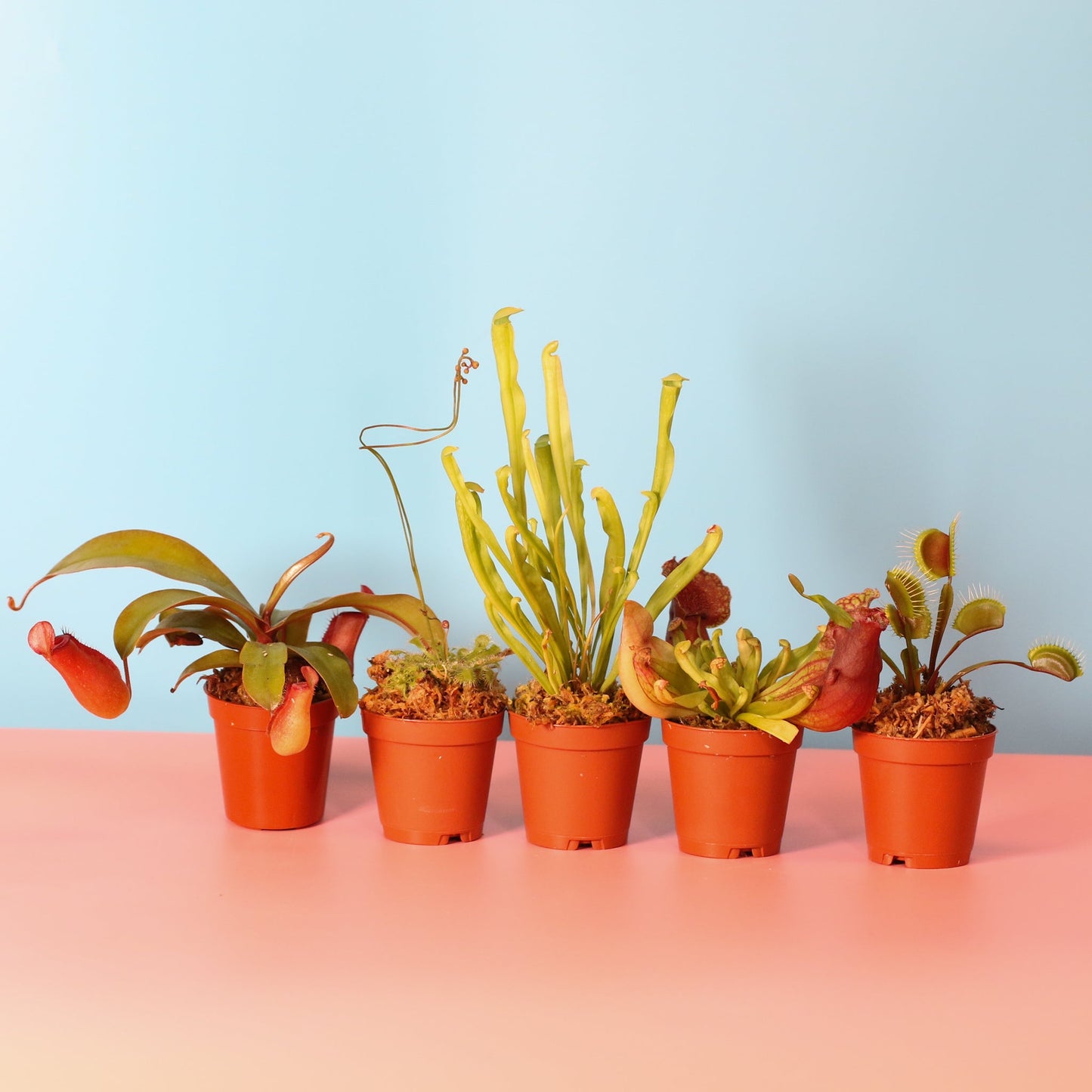 Party of Five Carnivorous Plant Bundle