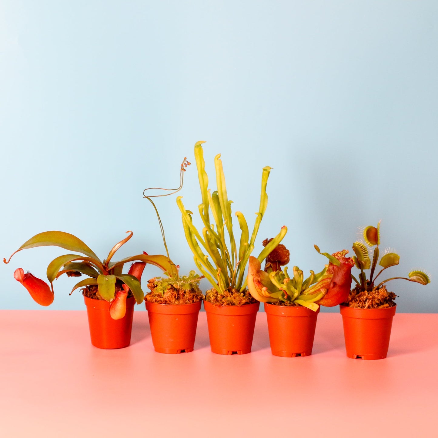 Party of Five Carnivorous Plant Bundle