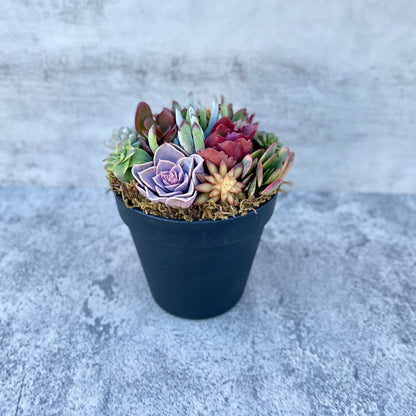 Rainbow Road Potted Succulent Garden - Ships Free!