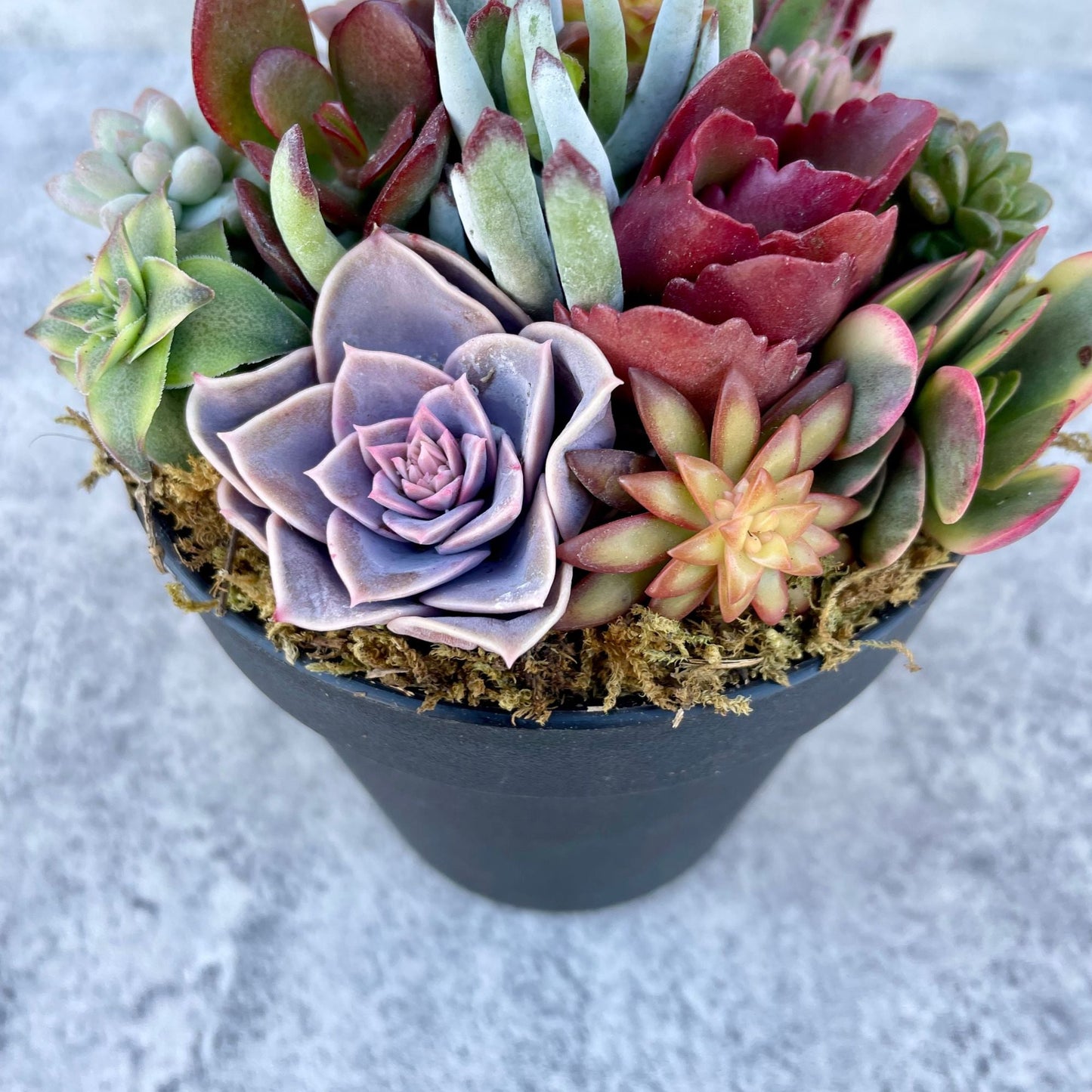 Rainbow Road Potted Succulent Garden - Ships Free!