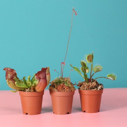 Trio of Terror Carnivorous Plant Bundle