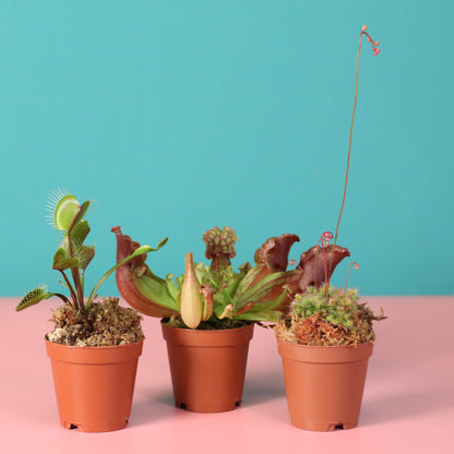 Trio of Terror Carnivorous Plant Bundle