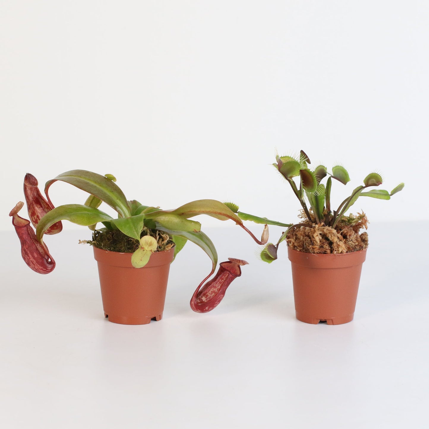 Trap Stars Duo Carnivorous Plant Bundle