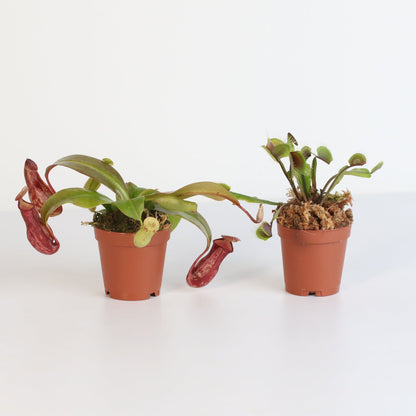 Trap Stars Duo Carnivorous Plant Bundle