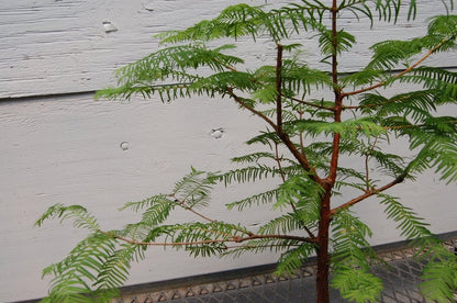 Redwood Bonsai Tree