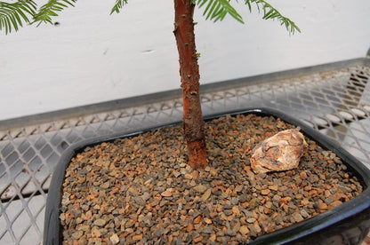 Redwood Bonsai Tree
