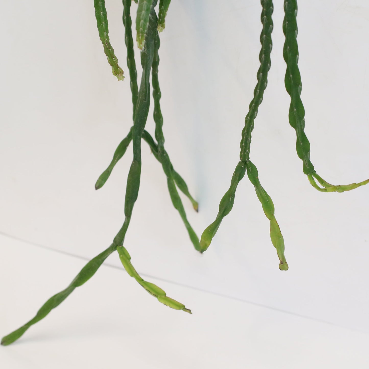 Rhipsalis Paradoxa Chain Succulent Mistletoe Cactus