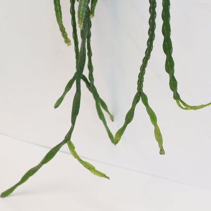 Rhipsalis Paradoxa Chain Succulent Mistletoe Cactus