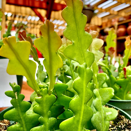 Ric Rac Fishbone Trailing Cactus