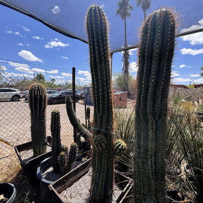 South American Saguaro