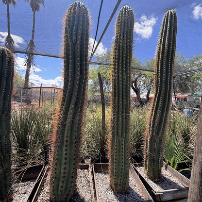 South American Saguaro